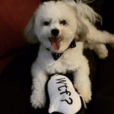 Django with his bow tie collar and his new toy!