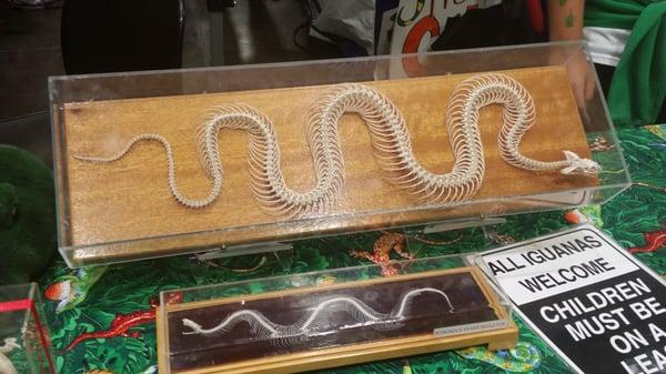 Skeleton of a snake!