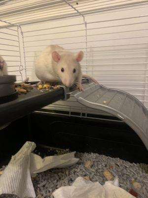 Pet rats