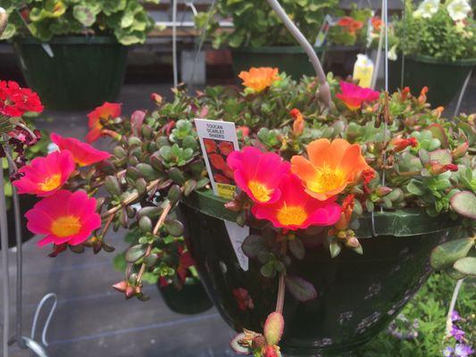 More succulent hanging baskets