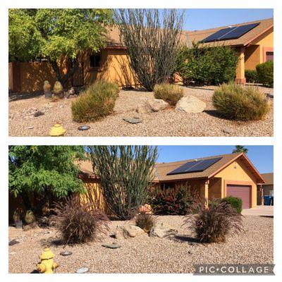 Never "shear prune" your fountain grasses.  We did some major cut backs to these Purple Fountain grasses to allow them to grow naturally.