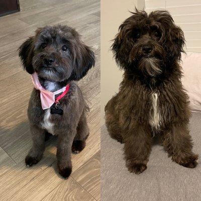 Shih Tzu poodle mix. We did half an inch on the body, and a teddy bear face shape.