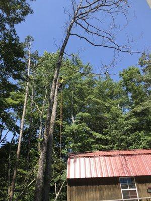 Tree removal in process