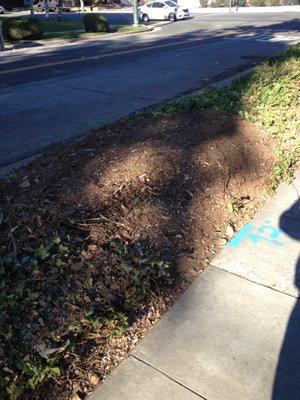 tree stump AFTER