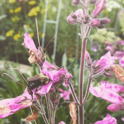 A bumble bee grabbing a snack in some penstemon.