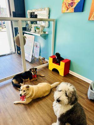 relaxing in doggy daycare