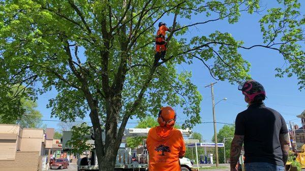 Tree Pruning