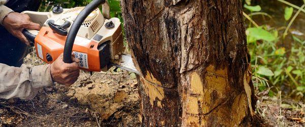 Tree Services Manhattan