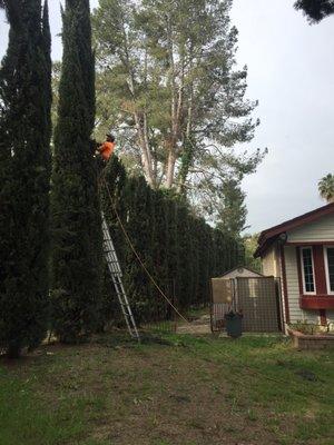 Topping and shaping Italian Cypress trees today