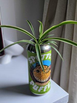 Plants potted in empty beer cans that you can take home!