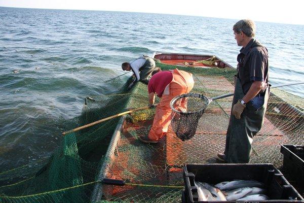 Preparing to dip fish from a Trapnet