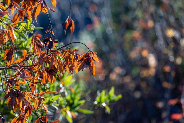 Rancho San Antonio Preserve