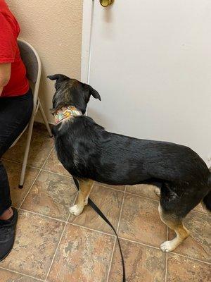 Beau curious of the people talking in the lobby.