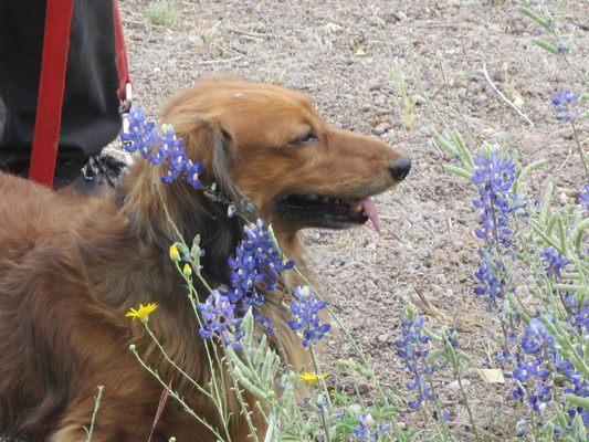 Bruno the Dachshund in some bluebonnets at Big Bend National Park, 2024