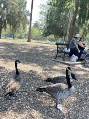 We watched as couples sat side-by-side on benches feeding geese and ducks!