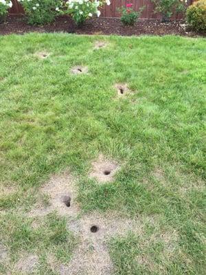 Vole holes in grass