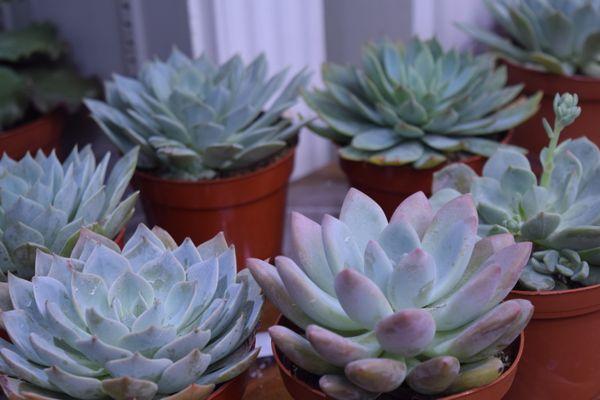 Succulents