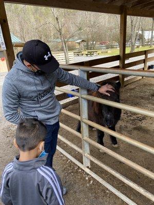 Petting farm animals