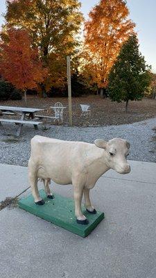 Cow out front. So cute.