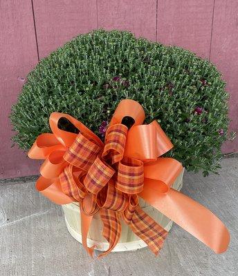 Bushel basket Mum with bow