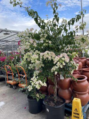 Bougainvillea