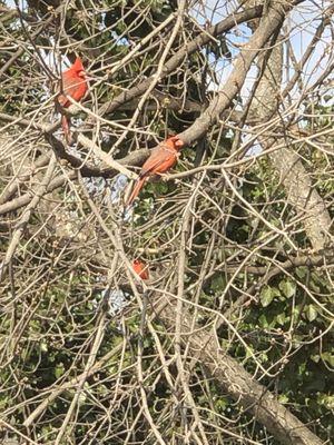 A few male cardinal birds