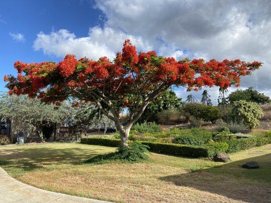 Oahu Urban Garden Center