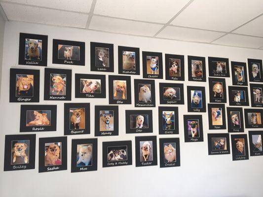 We love it when our customer's bring in their dogs. We have a wall dedicated to our furry friends and always have treats on hand.