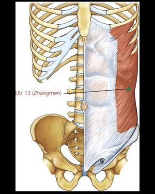 Muscles are interconnected, not separate as shown in anatomy books. A single point can address multiple types of pathologies effectively.