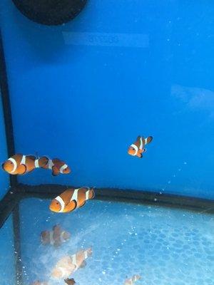 Nautilus Tropical Fish Store  Percula Fish