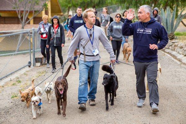 A Breed Apart Dog Training