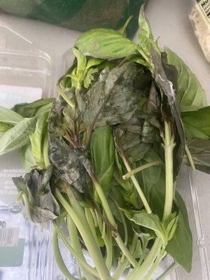 Fresh basil - two weeks expired and covered in mold