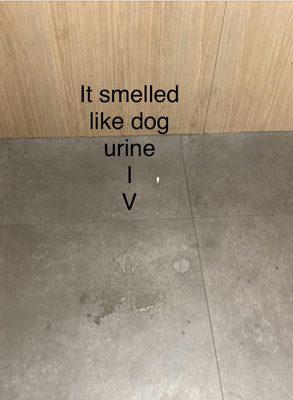 Dog urine