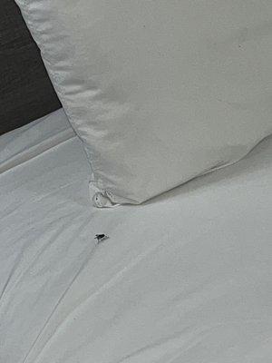 Bugs on bed