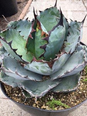 Agave