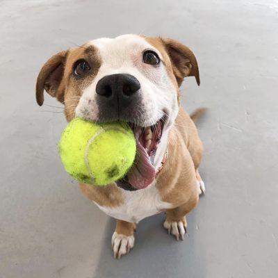 Eva bean (@evabean_the_divaqueen) with her favorite thing in the world....a ball.