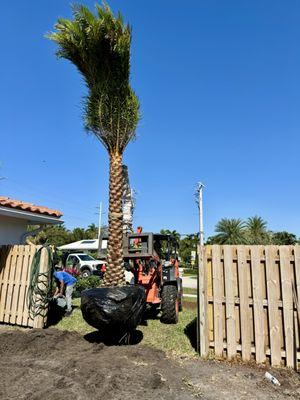 Sylvester Palm installation