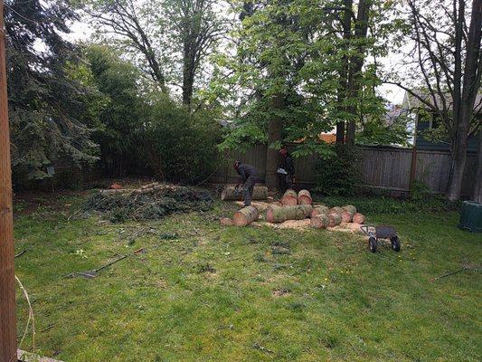 Grand Fir Removal