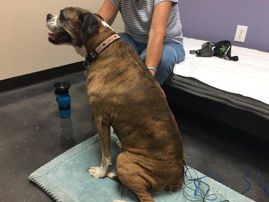 Look at our little Brittany! She comes in and sits so well for her dry needle and electrical acupuncture.