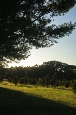 We traditionally open for Christmas Tree sales the Saturday prior to Thanksgiving- and we are so excited for the 2023 season