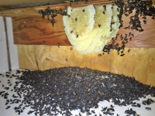 Bee hive located in cabinets located in a backyard.