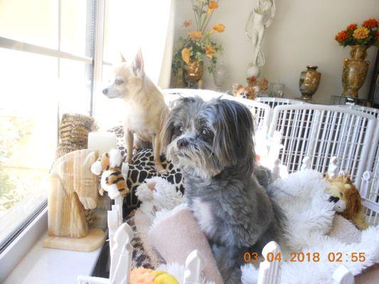 Looking out the window at the lake.  Notice little Happy in the back of the white puppy play pen.