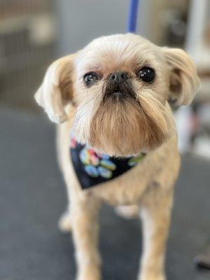 We love Gigi the Brussels Griffon!