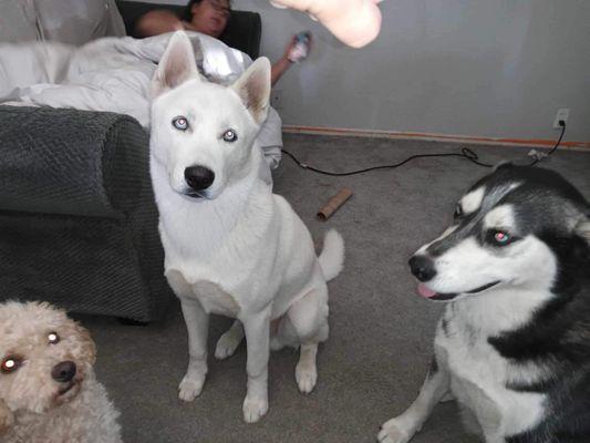 Wolfie, Stella and Ziggy in the cat is shadow