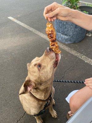 Koda knows the best Chicken Sticks on the island!!!