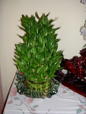 A beautiful bamboo plant my grandma managed to take home from my wedding reception