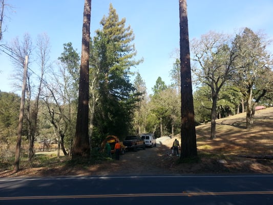 Removing two big redwoods