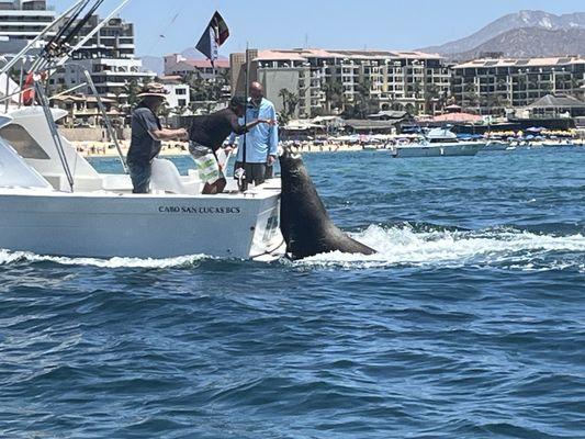 We watched this guy beg for fish, it was amazing