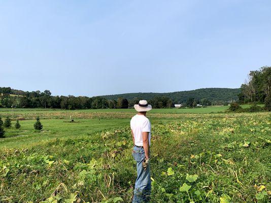 Beautiful fields filled with pumpkins.