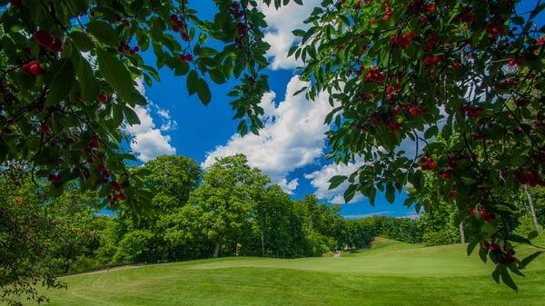 18 green from behind during cherry season